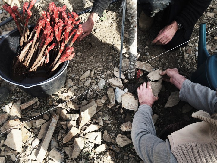 Cadaques_Pflanzen_02