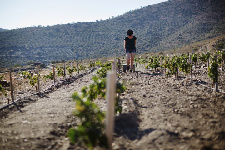cadaques_ernte2016_31